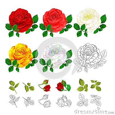 Rose pink red white yellow colored and outline natural and outline vintage on a white background vector illustration editable Vector Illustration