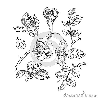 Rose plant with flowers set. Hand drawn rose vector, etch style. Buds, leaves, stem Vector Illustration