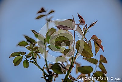 Rose plant that is in full bloom this season of the year. Saw this plant on a trail Stock Photo