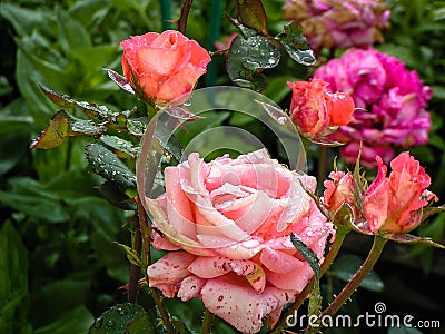 Rose on the plot after the rain. Stock Photo