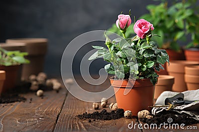 Rose in a pot, flower pots, soil, expanded clay, garden pruner on background Stock Photo