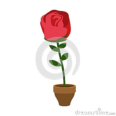 Rose in pot isolated. Home Flower. Flora on flowerpot Vector Illustration