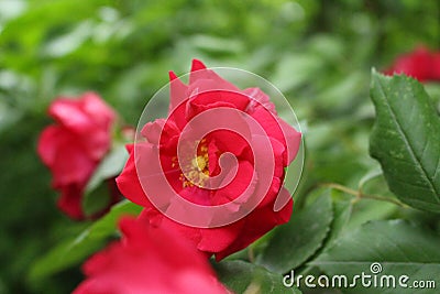 Rose - The Queen of Flowers in the front garden Stock Photo