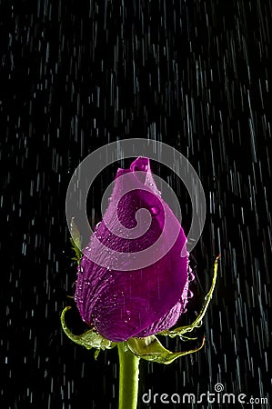 Rose in the rain Stock Photo