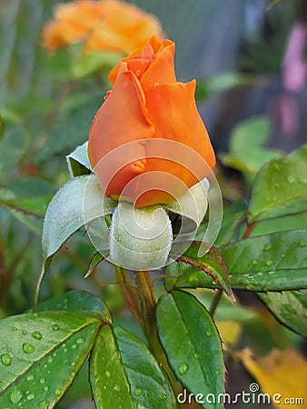 Rose after rain Stock Photo