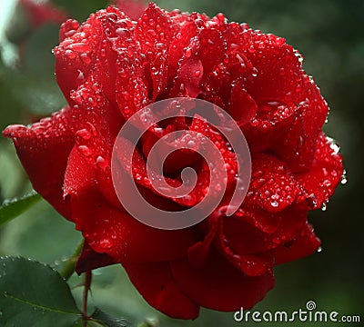 Rose after rain Stock Photo