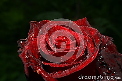 rose rain drops in the garden Stock Photo