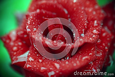 rose rain drops in the garden Stock Photo