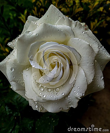 Rose, rain drops Stock Photo