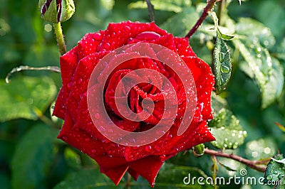 Rose after rain. Greeting card for Valentines day Womans day Ma Stock Photo