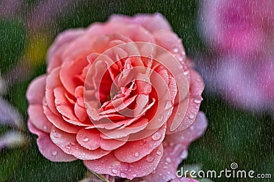 Rose in the rain Stock Photo