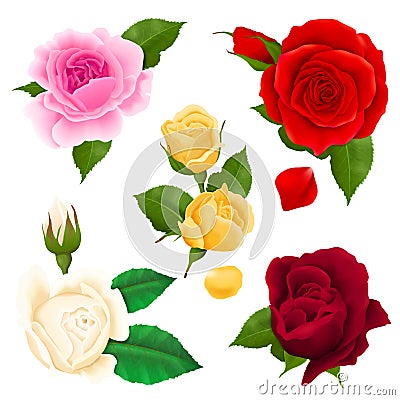 Rose Realistic Set Vector Illustration