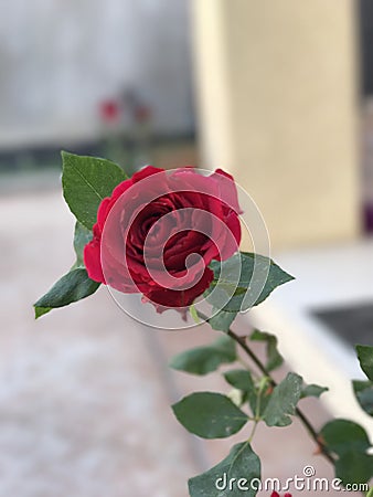 A rose Stock Photo