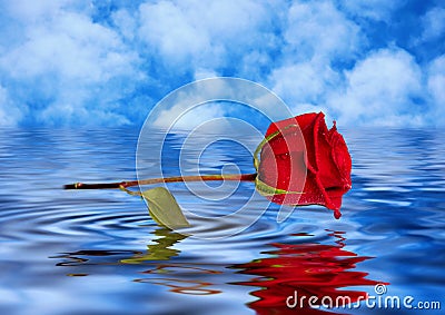 Rose reflected in water Stock Photo