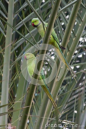 A Pair of Rose-Ringed Parakeet Stock Photo