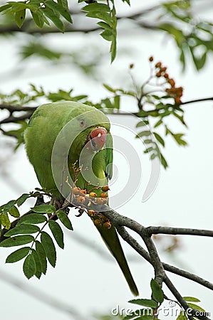 Rose-ringed parakeet Stock Photo