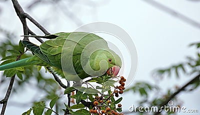 Rose-ringed parakeet Stock Photo