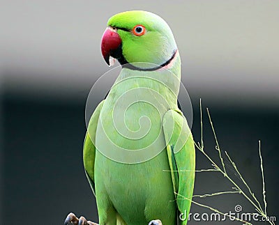 Rose-ringed parakeet Stock Photo