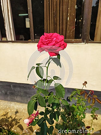 A Rose Risen at Khagrachhari Stock Photo