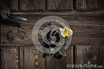 Rose on the rustic door Stock Photo