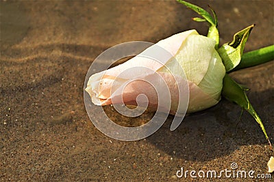 Rose and sand, symbol of vastness Stock Photo