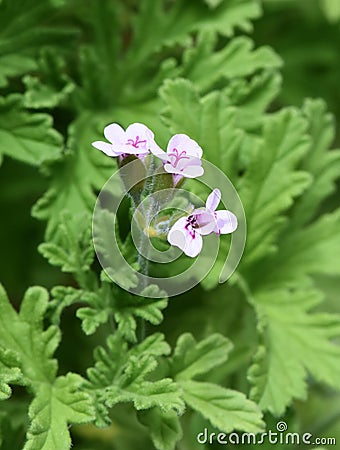 Rose-scented Pelargonium Stock Photo