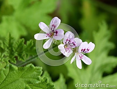 Rose-scented Pelargonium Stock Photo