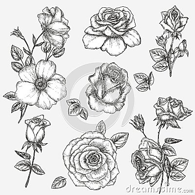 Rose set Vector Illustration