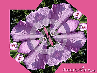 Rose of Sharon distorted Stock Photo