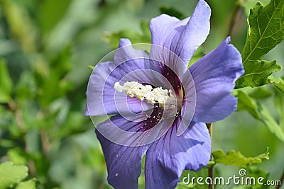 Rose Of Sharon Oiseau Bleu Stock Photo