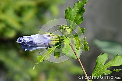 Rose Of Sharon Oiseau Bleu Stock Photo