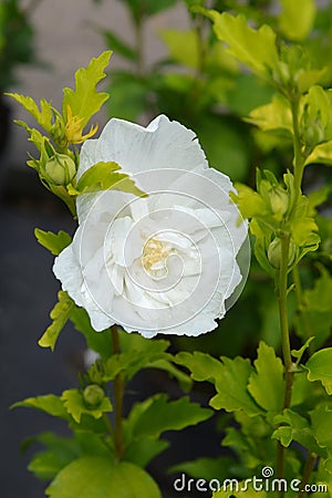 Rose Of Sharon White Chiffon Stock Photo