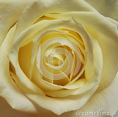 Rose single cream white bloom Stock Photo