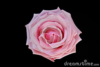 Rose single pink bloom Stock Photo