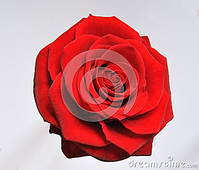 Rose single red bloom Stock Photo