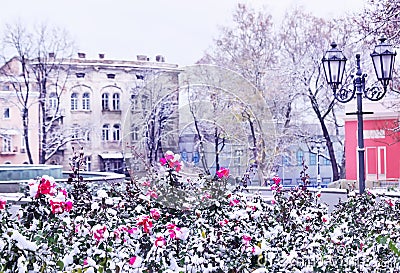 Rose in the snow on the town square Stock Photo