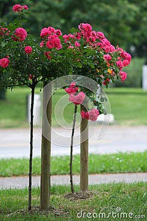 Rose on the stalk Stock Photo