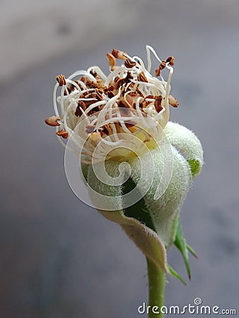 the rose stalk left by the petals but still looks beautiful Stock Photo