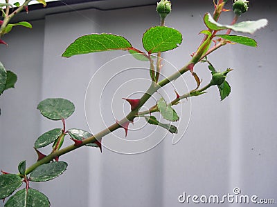 A rose stalk with thorns. Stock Photo