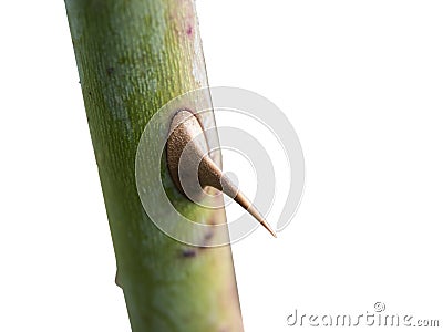 Rose stem with single prickle side view isolated Stock Photo