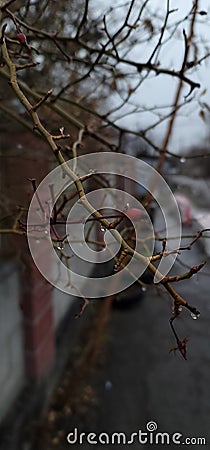 Rose stem wallpaper in rain durin spring season Stock Photo