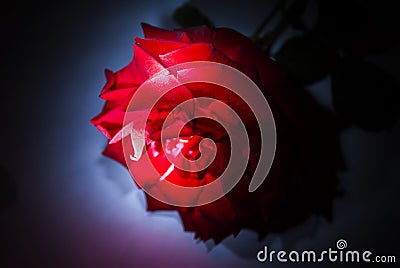 Rose, symbol of love, sweet natural aroma. Flower lit with Flash in studio, artistic ways of lighting. Stock Photo