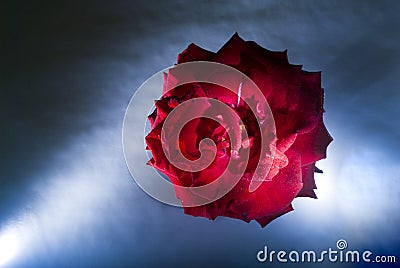 Rose, symbol of love, sweet natural aroma. Flower lit with Flash in studio, artistic ways of lighting. Stock Photo