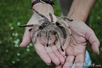 Rose Tarantula Stock Photo