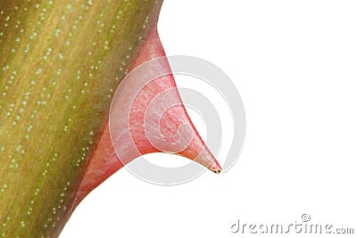 Rose thorn Stock Photo