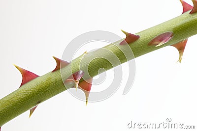 Rose thorn Stock Photo