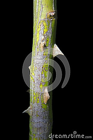 Rose thorn stem Stock Photo