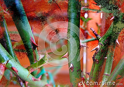 Rose thorns, mysterious and fairytale atmosphere background Stock Photo