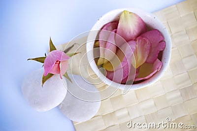 Rose Tranquility Stock Photo