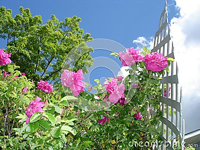 Rose trellis in the garden Stock Photo